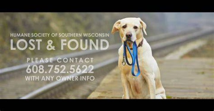 Toledo's Lifeline: Lost And Found Pets