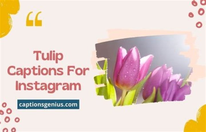 Tulip Captions For Instagram: Captivating Words To Bloom Your Posts